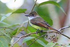 Dusky-capped Flycatcher